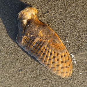 Barn owl, wing