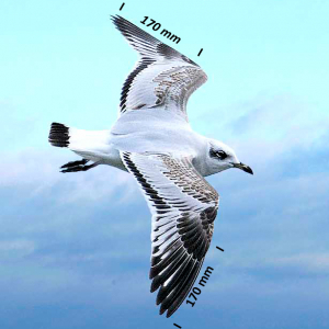 Mediterranean gull, wing wing juvenile