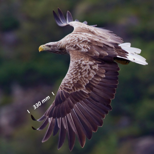 White-tailed eagle, wing