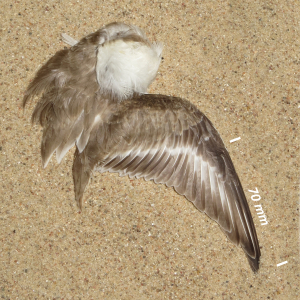 Kentish plover, wing