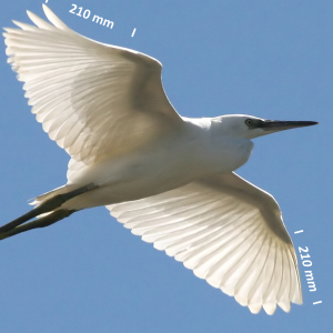 Little egret, wing