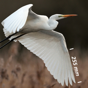 Great white heron, wing