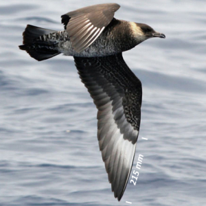 Middelste jager, vleugel donker fase