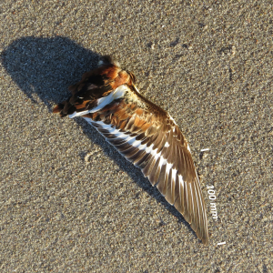 Flügel Steinwälzer