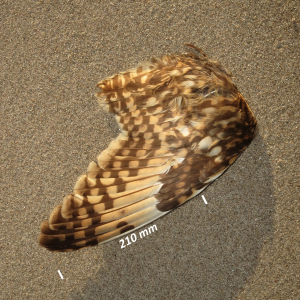 Short-eared owl, wing