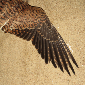 Common kestrel, wing