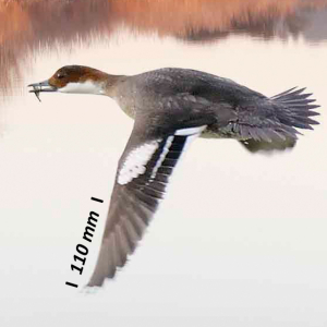 Flügel Zwergsäger Weibchen