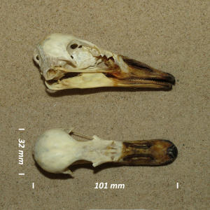 Bar-headed goose, skull