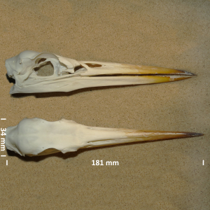 Grey heron, skull