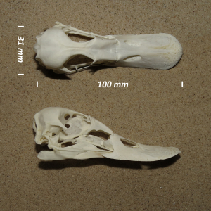 Greater scaup, skull