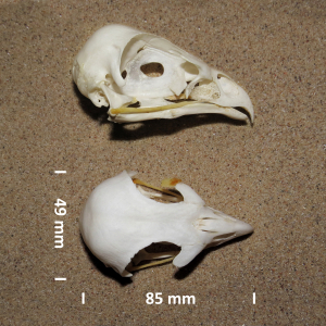 Rough-legged buzzard, skull