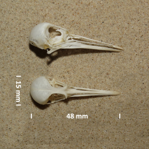 Sanderling, skull