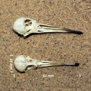 Schädel Meerstrandläufer