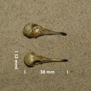 Temmincks strandloper, schedel
