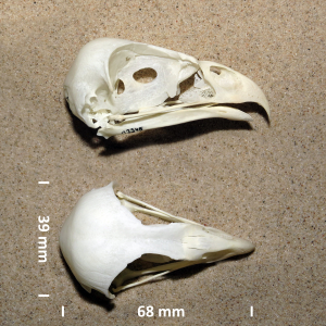 Western marsh harrier, skull