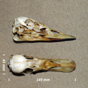 Bewick's swan, skull