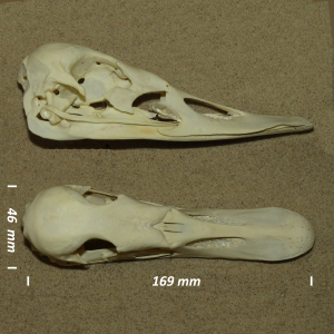 Wilde zwaan, schedel