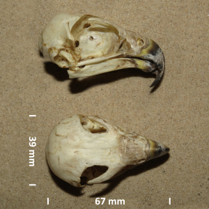 Schädel Wanderfalke