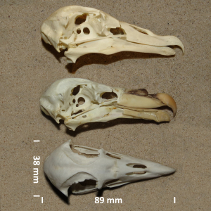 Noordse stormvogel, schedel