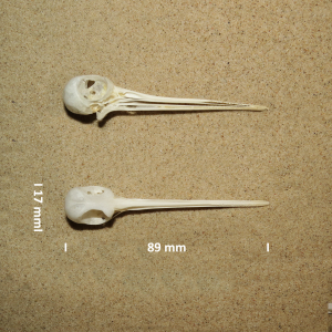 Common snipe, skull