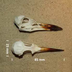 Gull-billed tern, skull