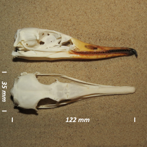 Common merganser, skull