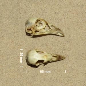 Common pheasant, skull