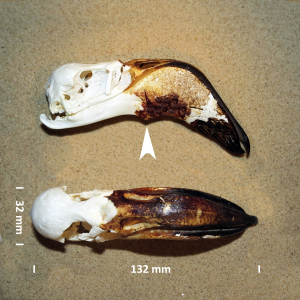 Kleine flamingo, schedel