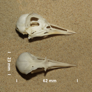 Grey plover, skull