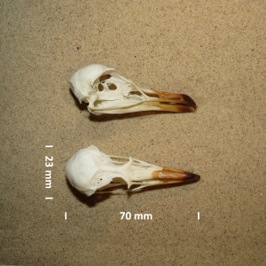 Long-tailed jaeger, skull