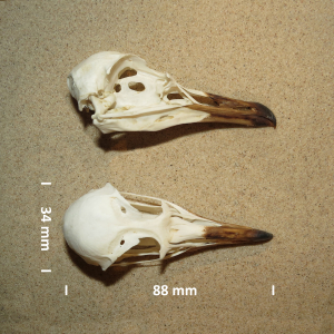 Schädel Spatelraubmöwe