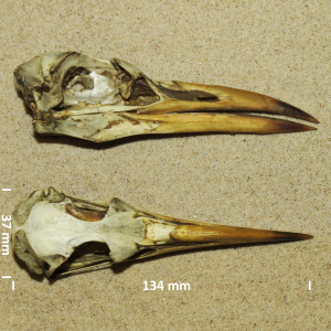 Caspian tern, skull