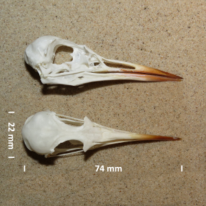 Common tern, skull