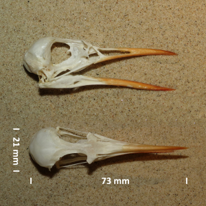 Arctic tern, skull