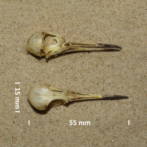 Schädel Bruchwasserläufer