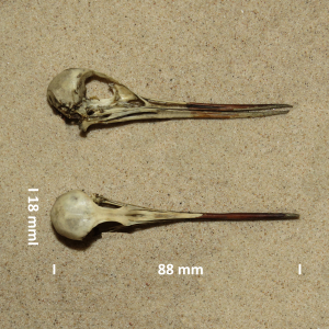 Common greenshank, skull