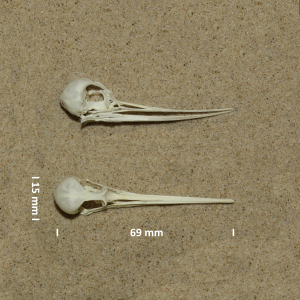 Schädel Terekwasserläufer