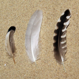 Wing coverts