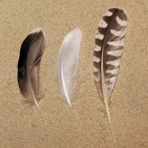 Secondary wing feathers