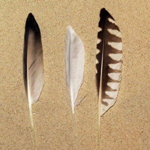 Primary wing feathers