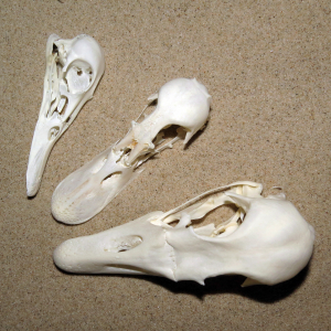 Duck's skulls