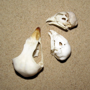 Birds of prey skulls