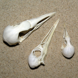 Rail skulls