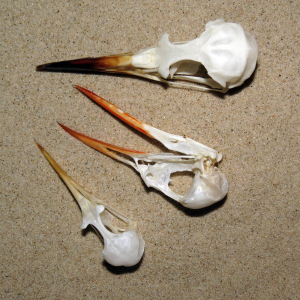 Tern's skulls