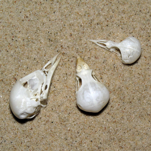 Songbird's skulls