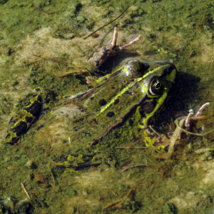 Sonstige Amphibien