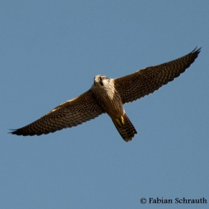 Wanderfalke