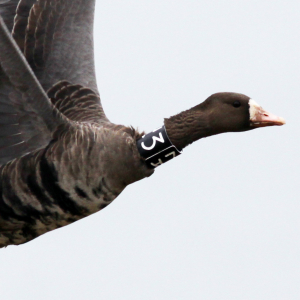 Farvede gæs halsbånd