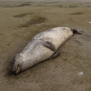 Harbour seal, dead