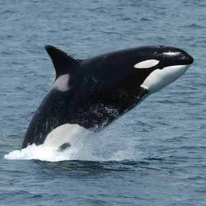 Orca (Schwertwal)